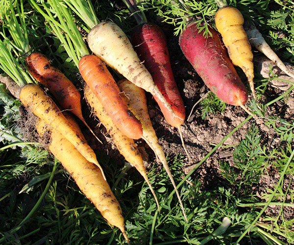 carottes-potager-domaine-de-brandois