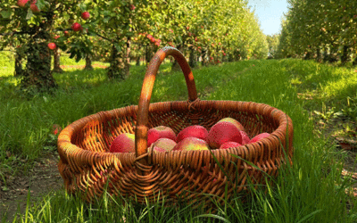 De la terre à l’assiette : les vergers et le potager des Clayères
