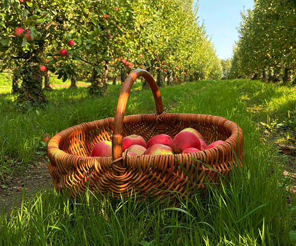 cueillette-pommes-domaine-de-brandois