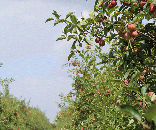 vergers-pommiers-avec-chemin-petit