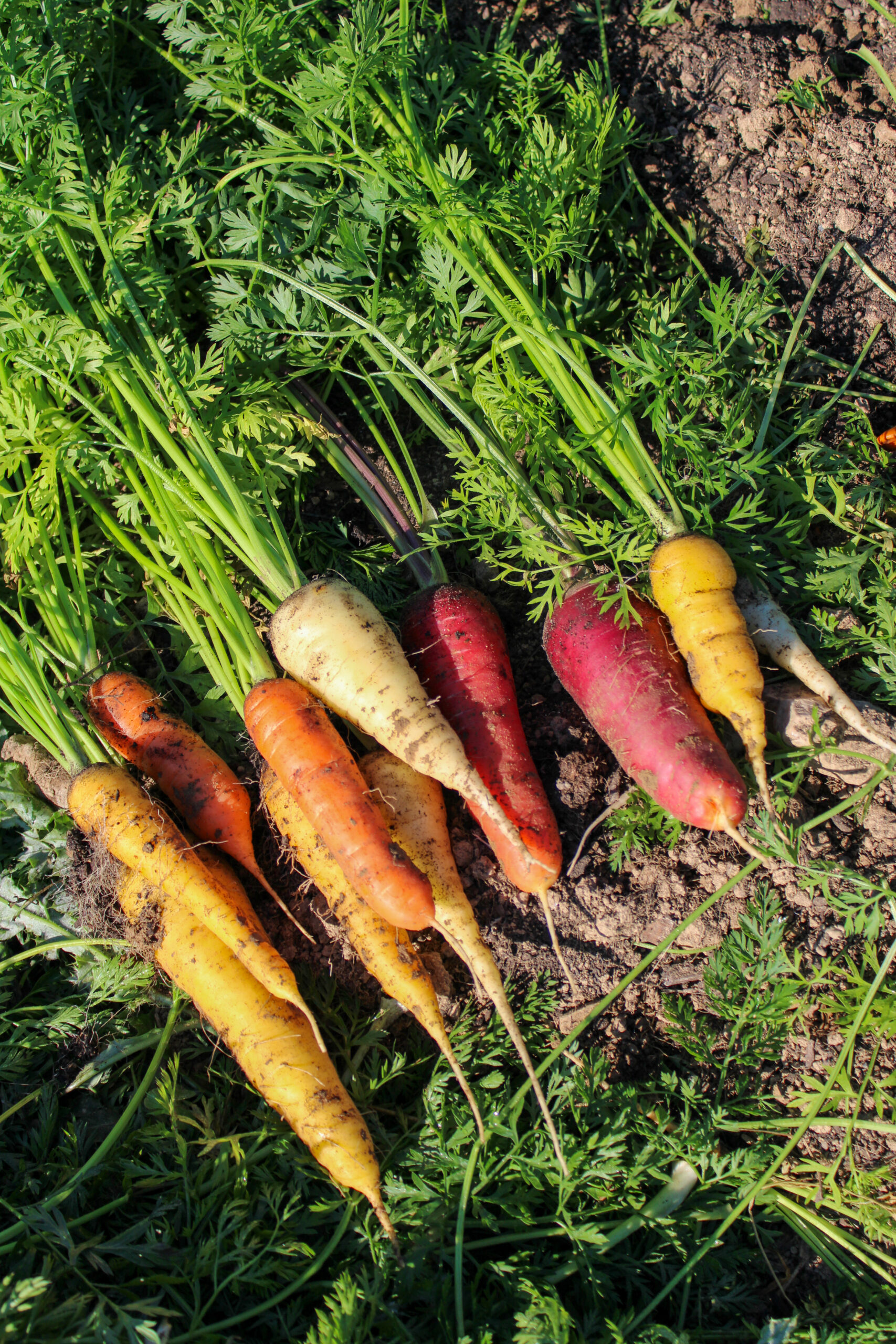 scaled organic vegetable garden